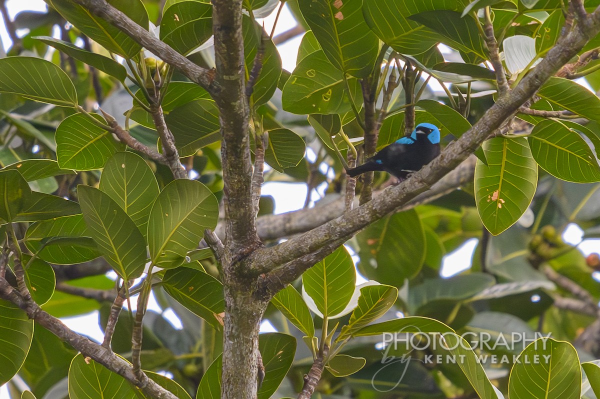 Scarlet-thighed Dacnis - ML622504054