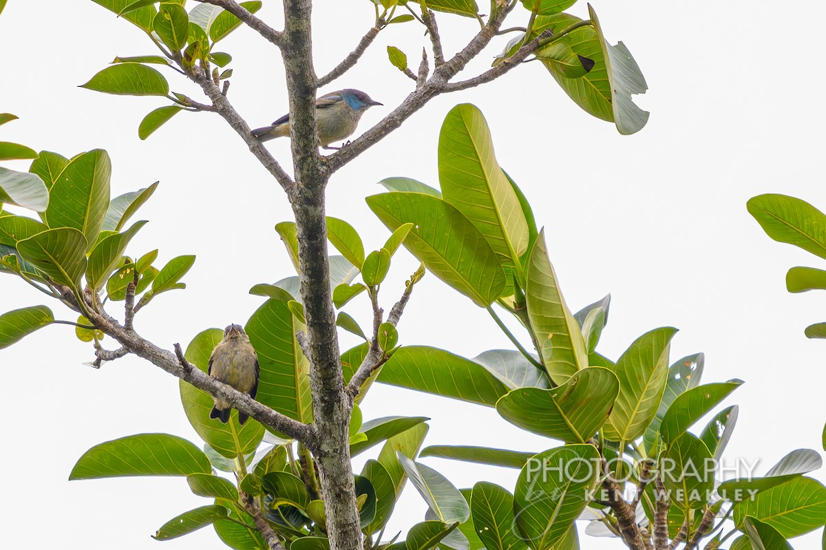 Scarlet-thighed Dacnis - ML622504055