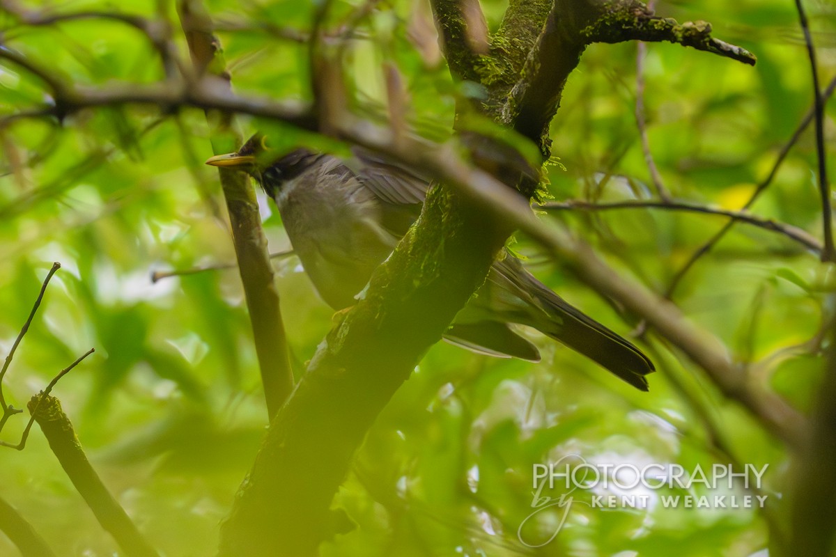 White-throated Thrush - ML622504058