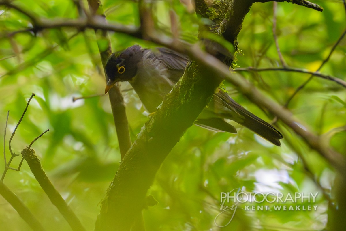 White-throated Thrush - ML622504059