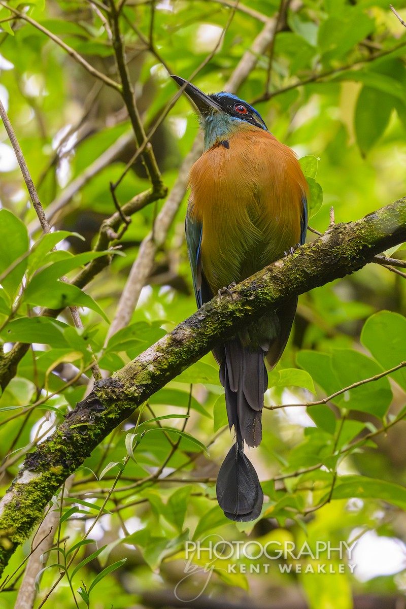 Lesson's Motmot - ML622504061