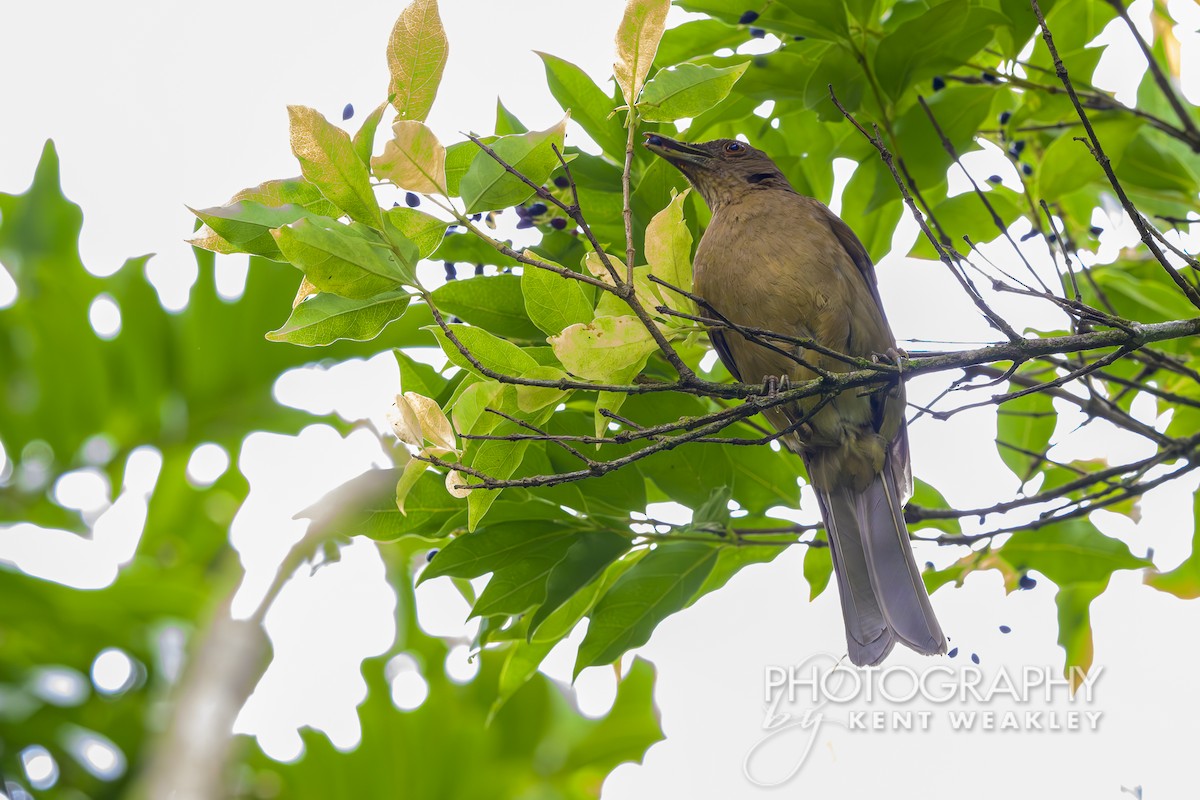 Clay-colored Thrush - Kent Weakley