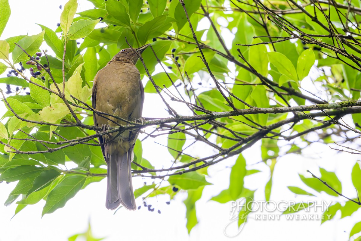 Clay-colored Thrush - ML622504066