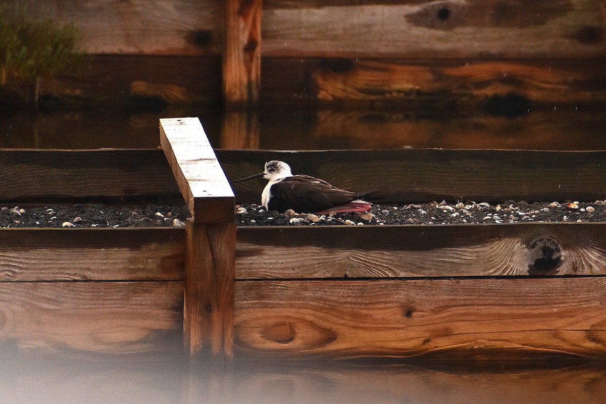 Black-winged Stilt - ML622504125