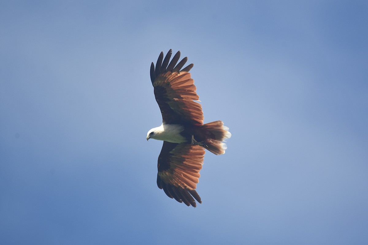 Brahminy Kite - ML622504199