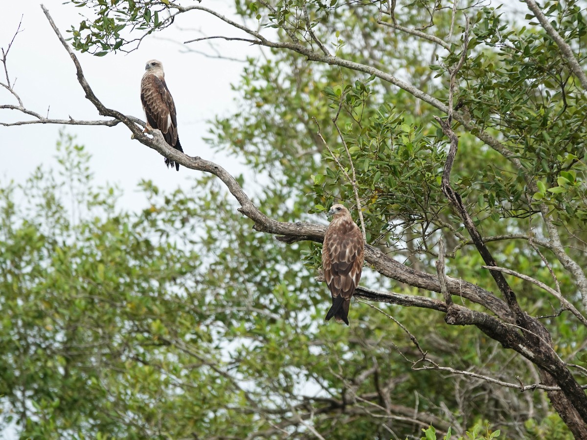 Águila Variable - ML622504224