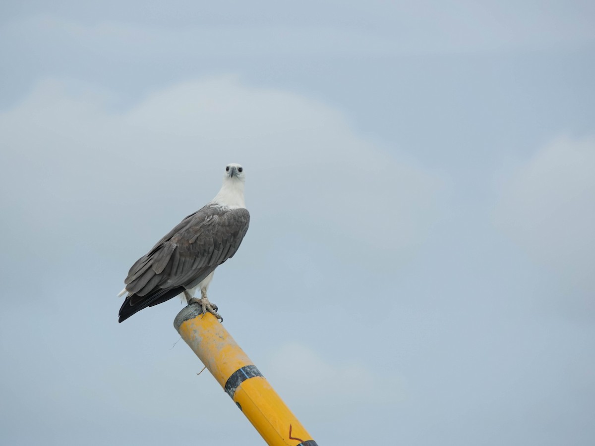 White-bellied Sea-Eagle - Ryann Tam