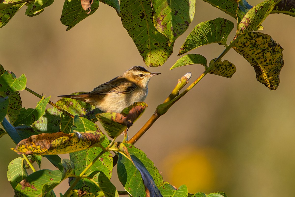 Sedge Warbler - ML622504376