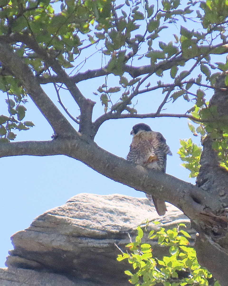 Peregrine Falcon - ML622504377