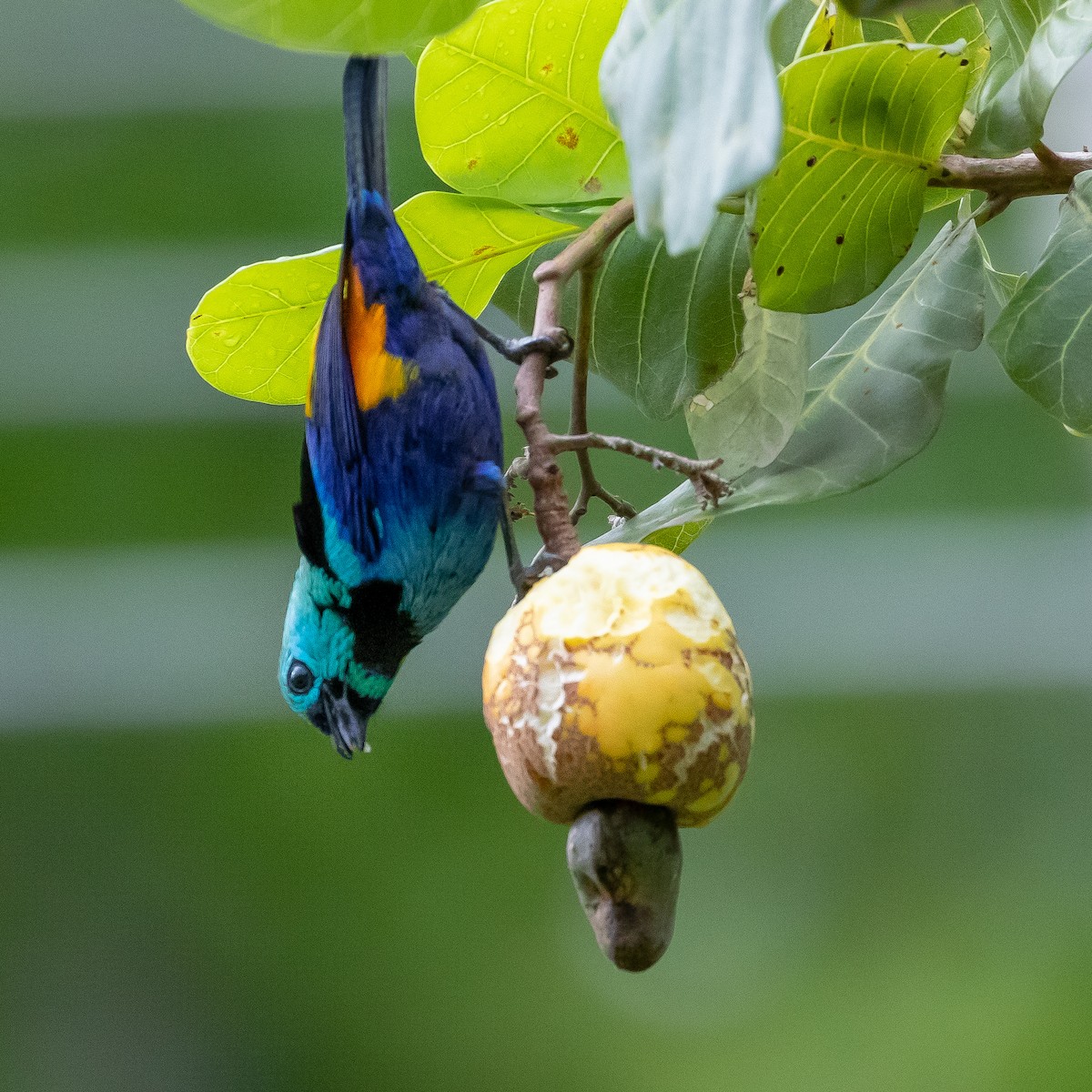 Seven-colored Tanager - ML622504420