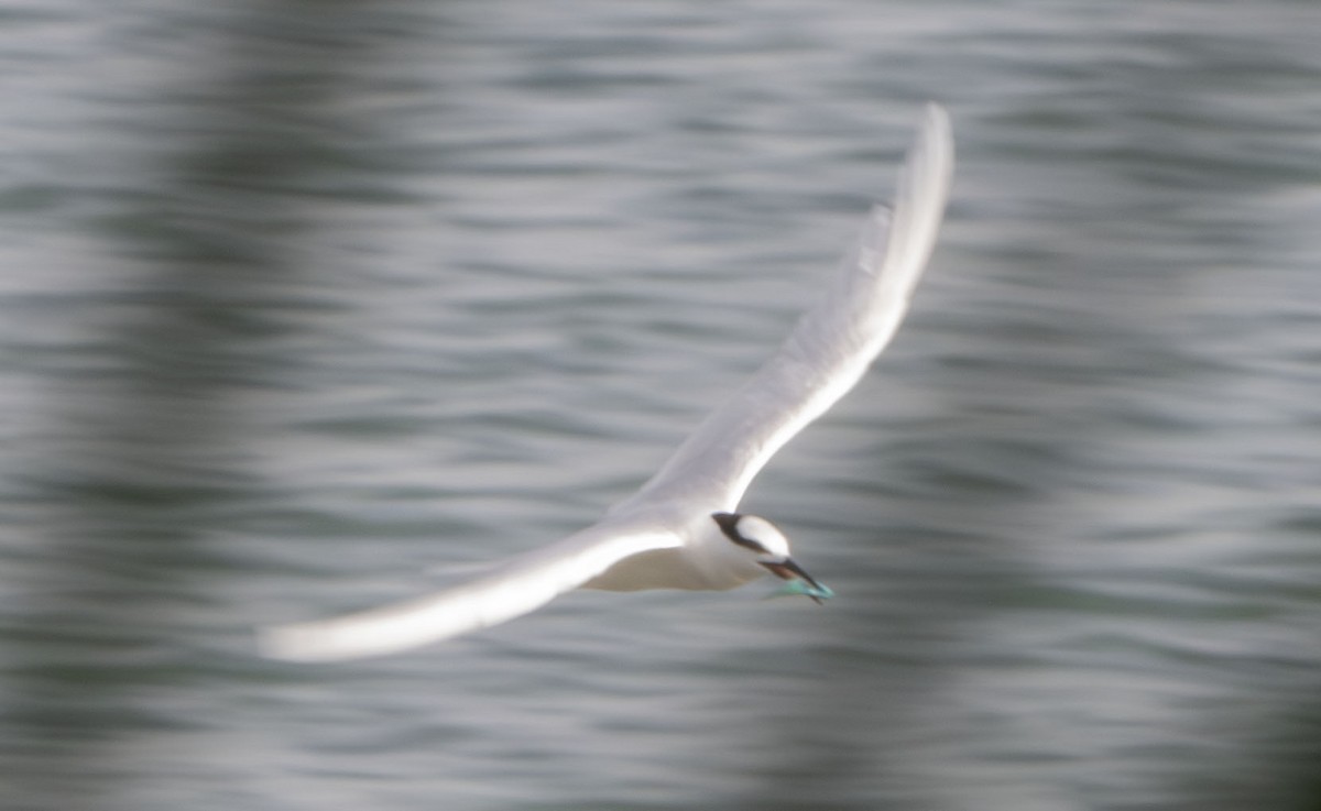 Black-naped Tern - ML622504556