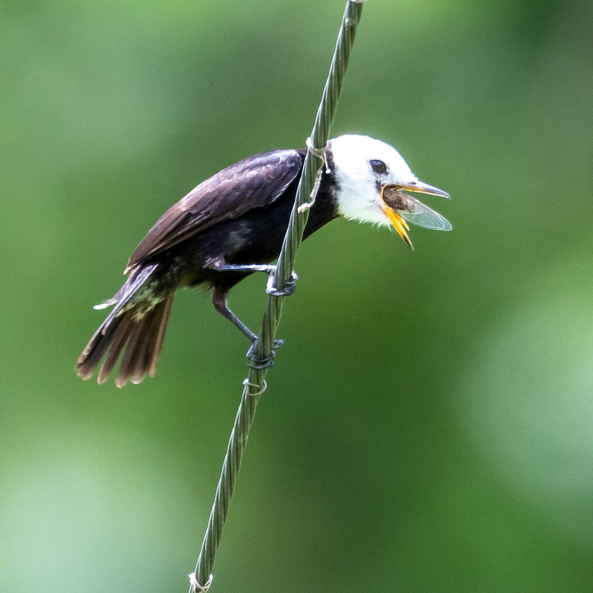 White-headed Marsh Tyrant - ML622504588