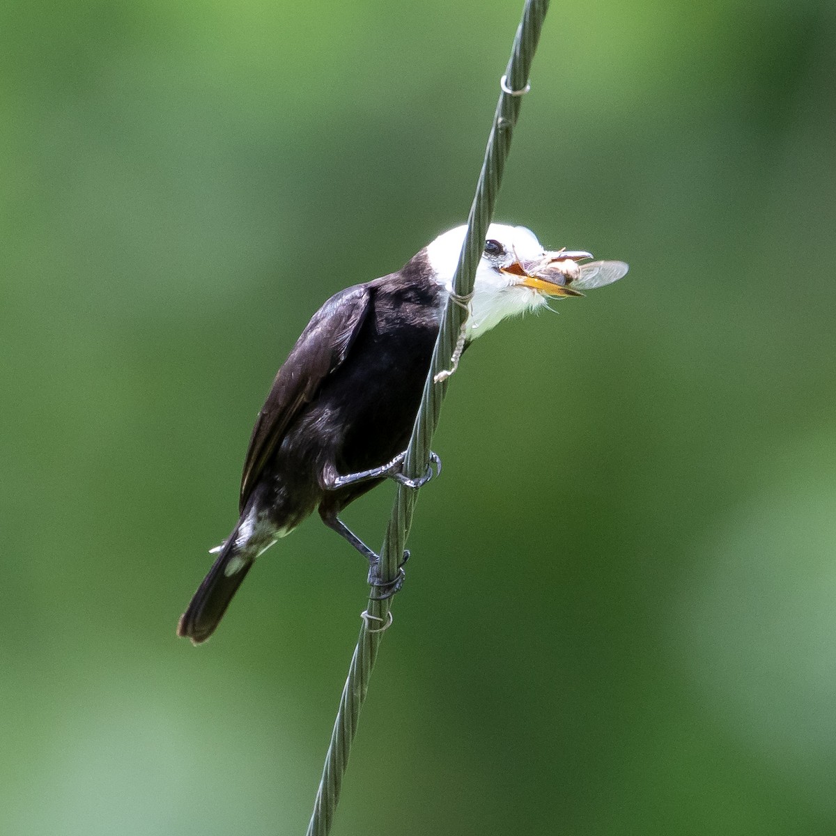 White-headed Marsh Tyrant - ML622504589