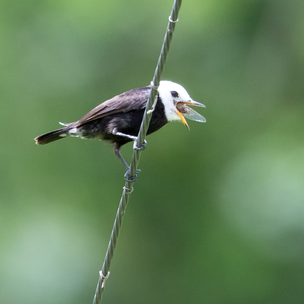 White-headed Marsh Tyrant - ML622504590