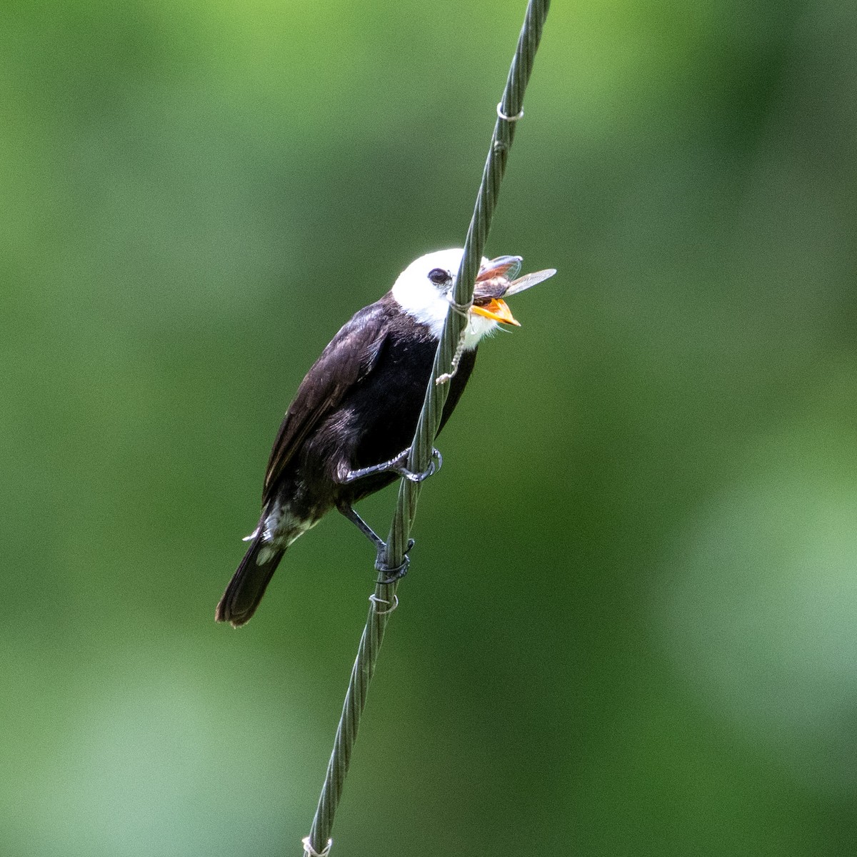 White-headed Marsh Tyrant - ML622504591