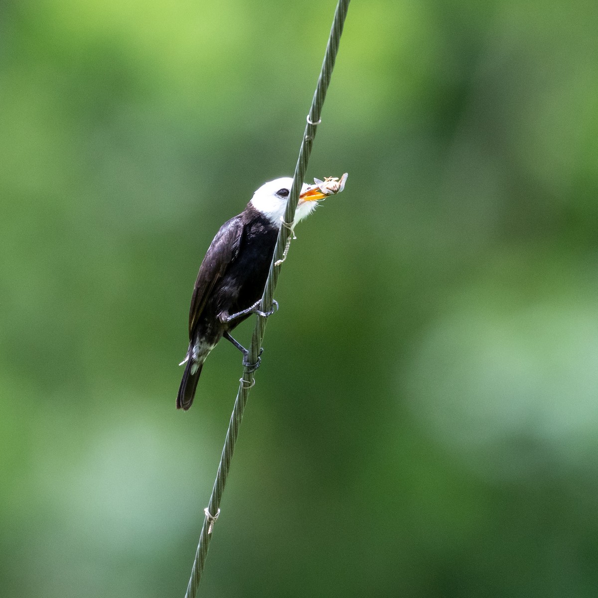 White-headed Marsh Tyrant - ML622504592