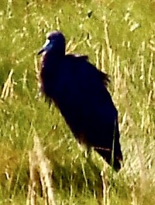 Little Blue Heron - Anonymous User