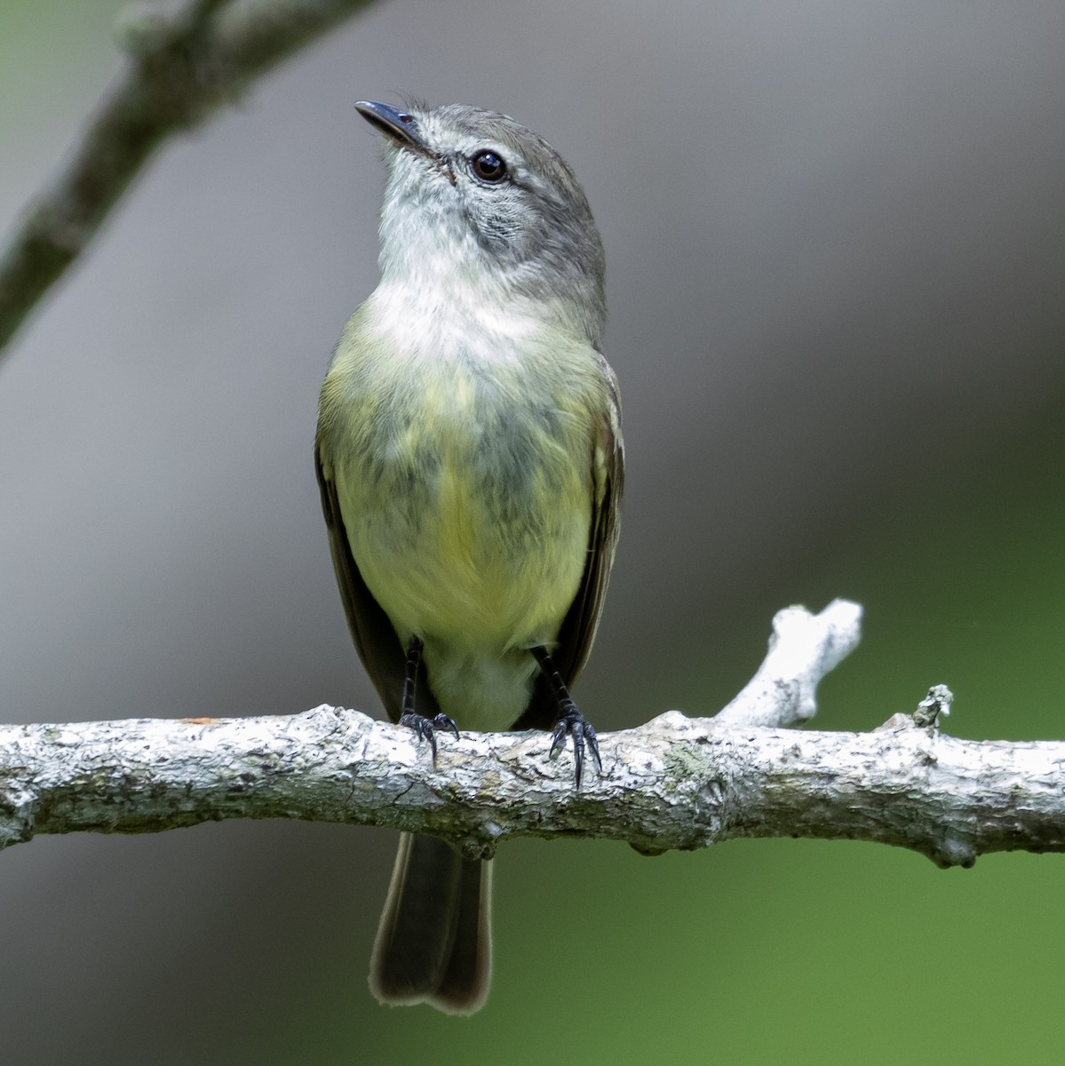 Planalto Tyrannulet - ML622504611