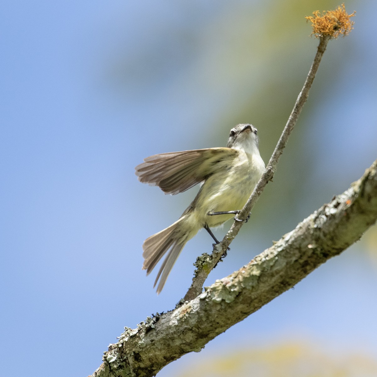 Planalto Tyrannulet - ML622504612