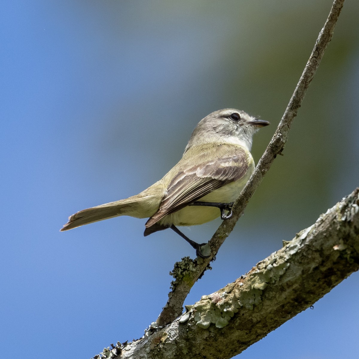 Planalto Tyrannulet - Katia Oliveira