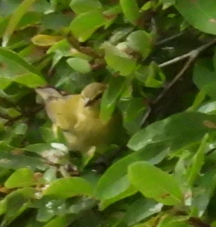 Tennessee Warbler - ML622504621