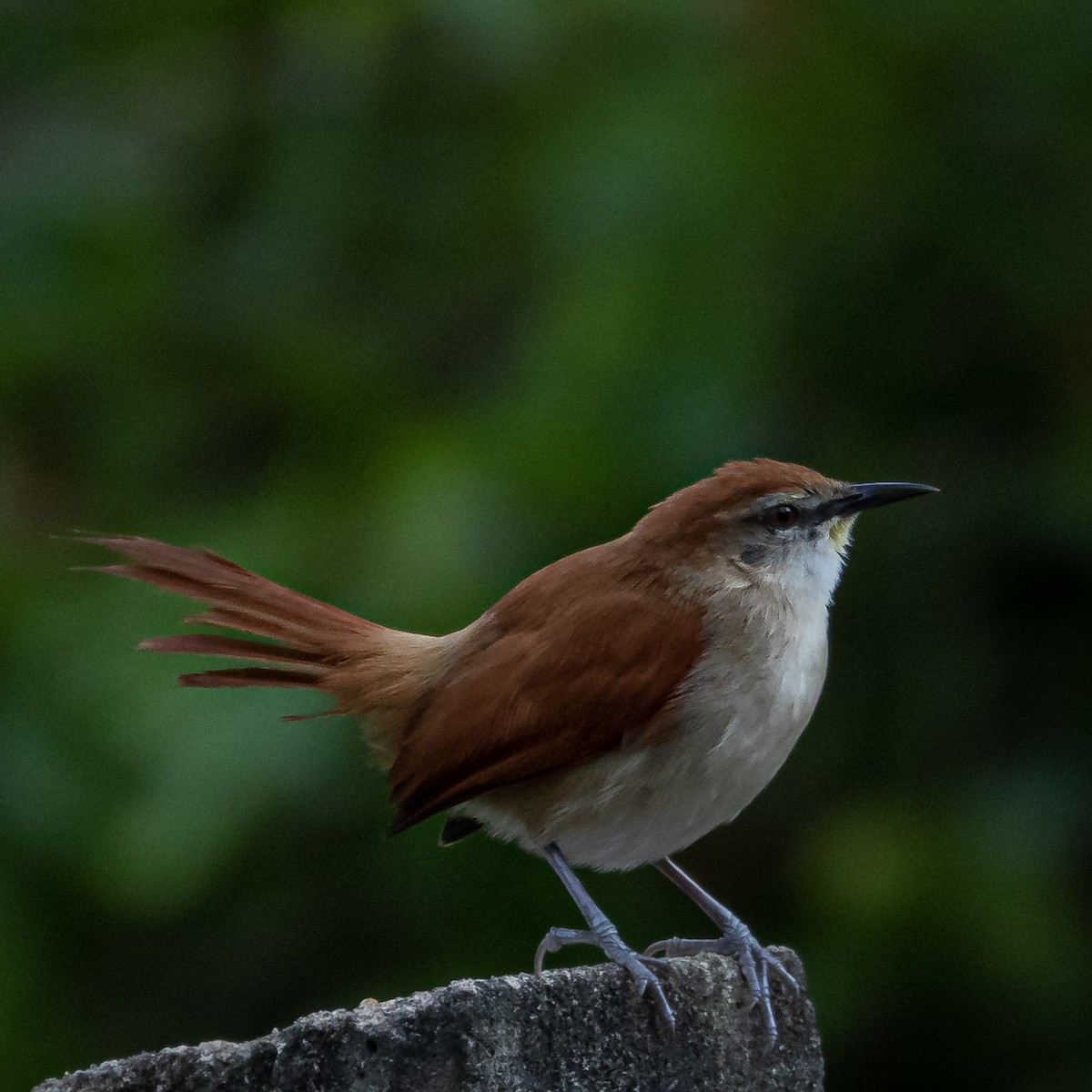 Yellow-chinned Spinetail - ML622504633