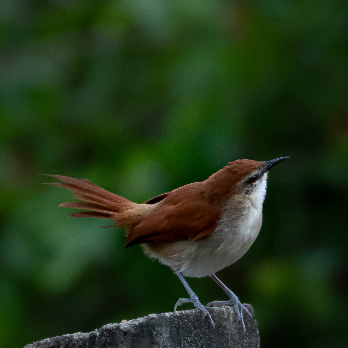 Yellow-chinned Spinetail - Katia Oliveira