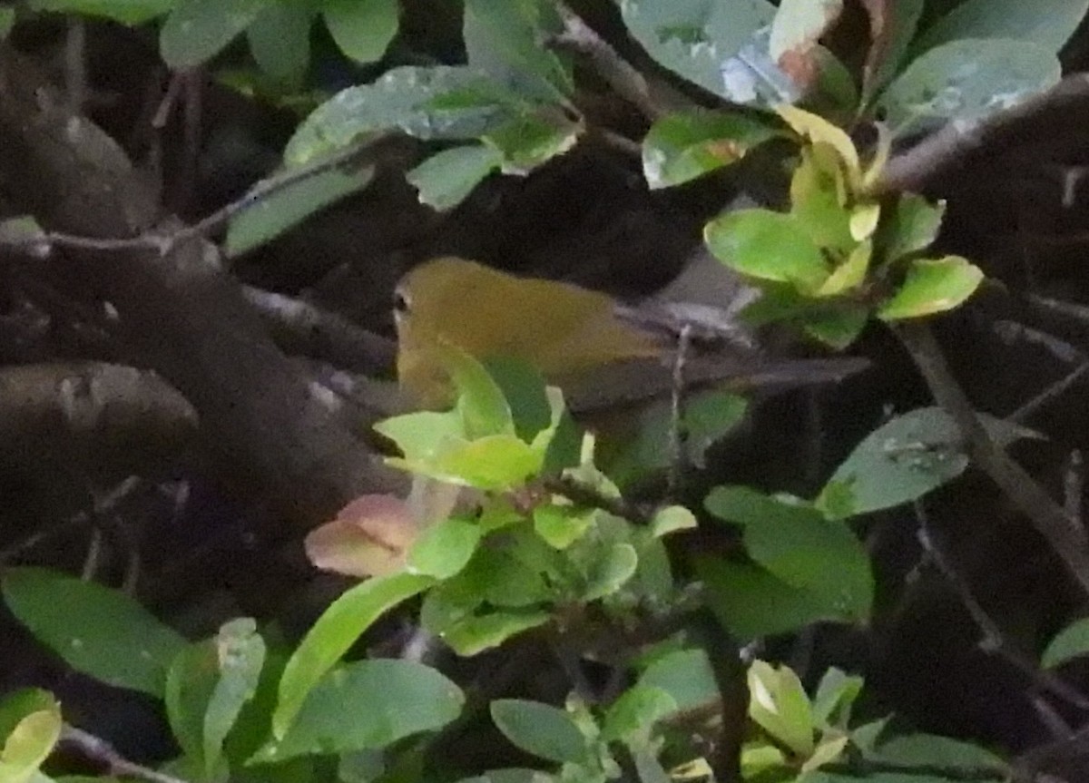 Tennessee Warbler - ML622504639