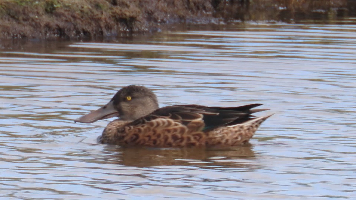 Northern Shoveler - ML622504667