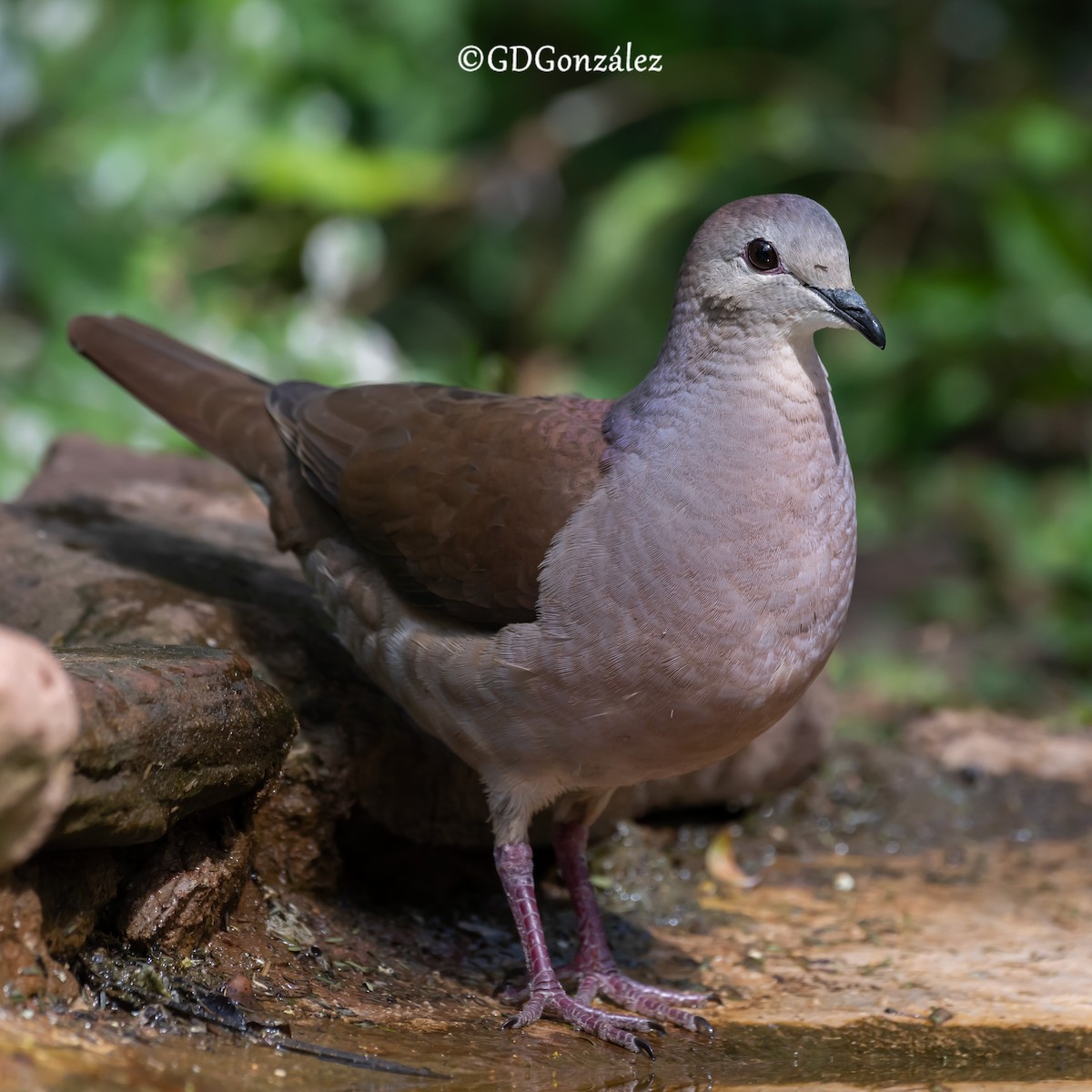 Large-tailed Dove - ML622504783