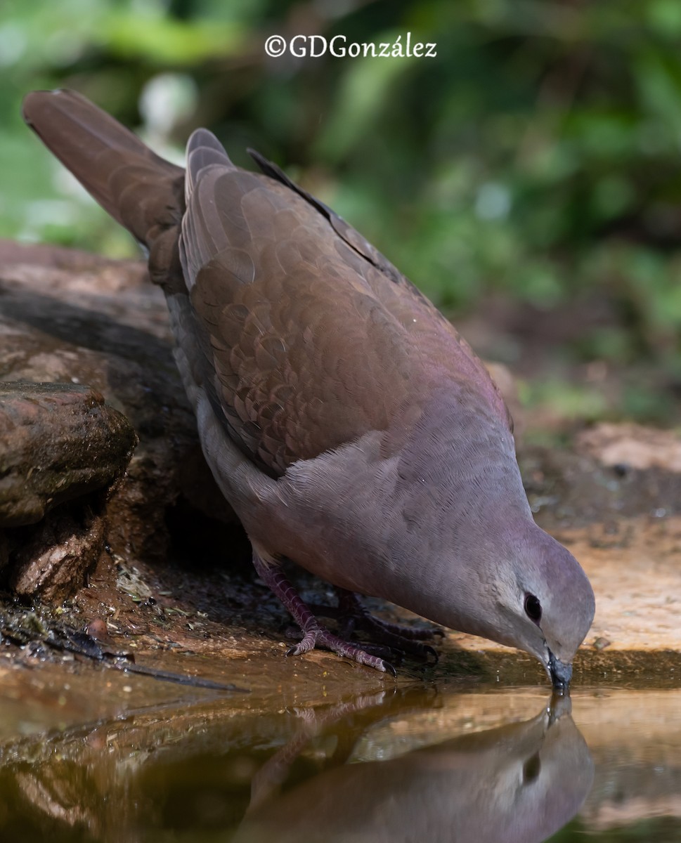 Large-tailed Dove - ML622504784