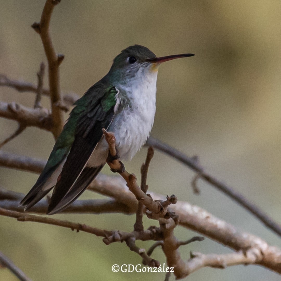 White-bellied Hummingbird - ML622504786