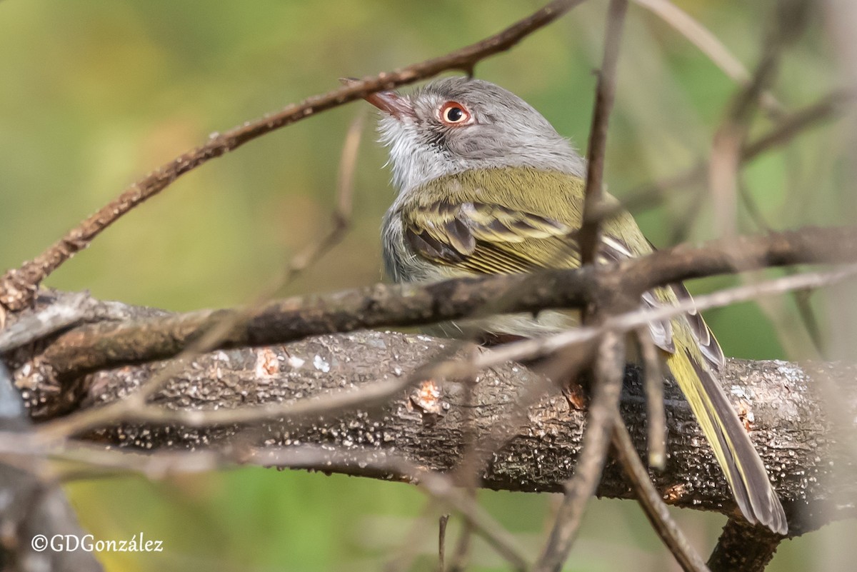 Pearly-vented Tody-Tyrant - ML622504855