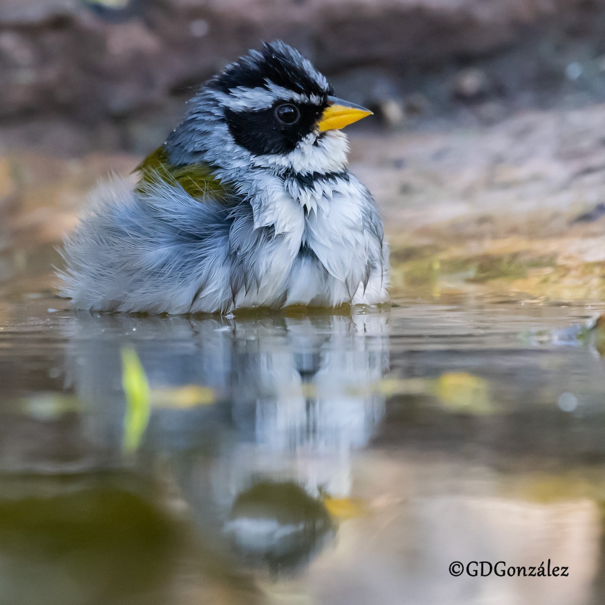 Moss-backed Sparrow - ML622504908