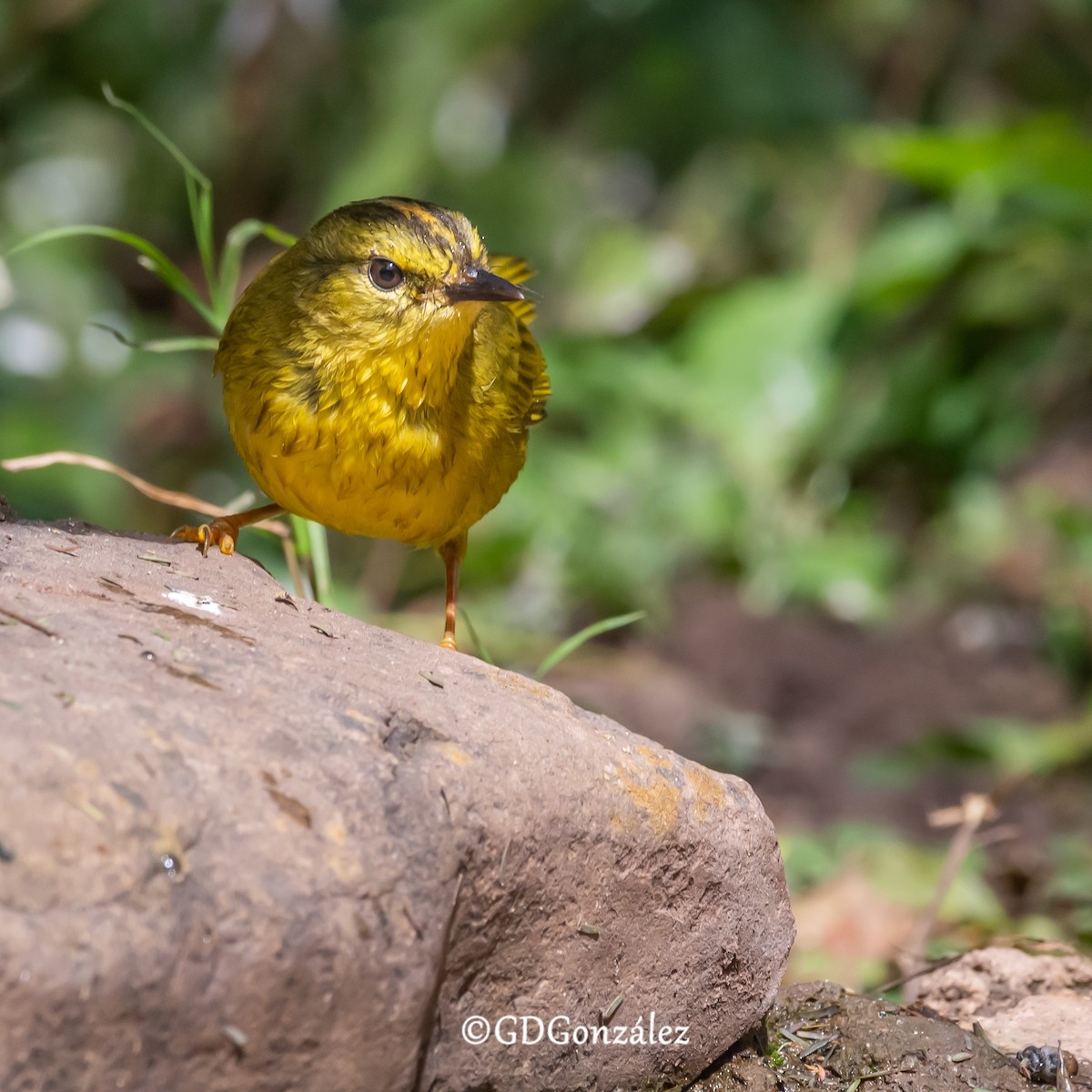 Two-banded Warbler - ML622504923