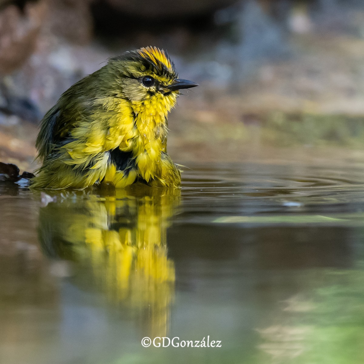 Two-banded Warbler - ML622504924