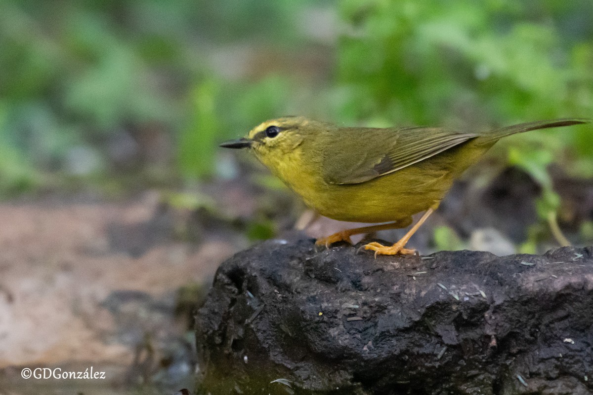 Two-banded Warbler - ML622504925