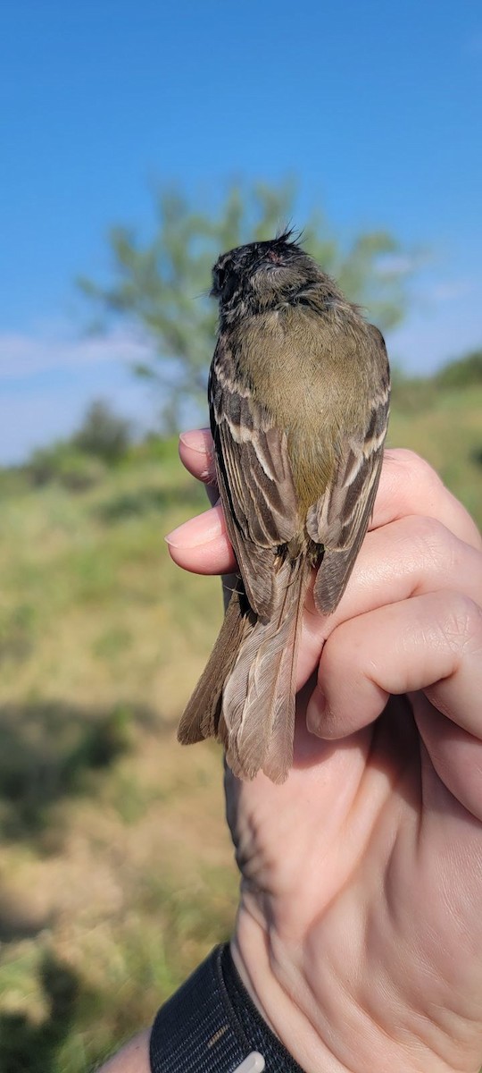 Least Flycatcher - ML622505037