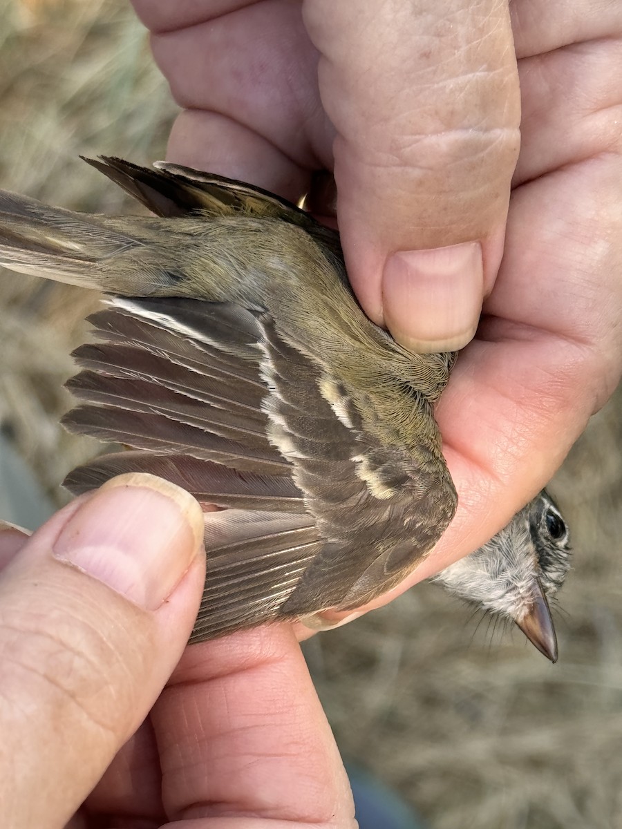 Least Flycatcher - ML622505061