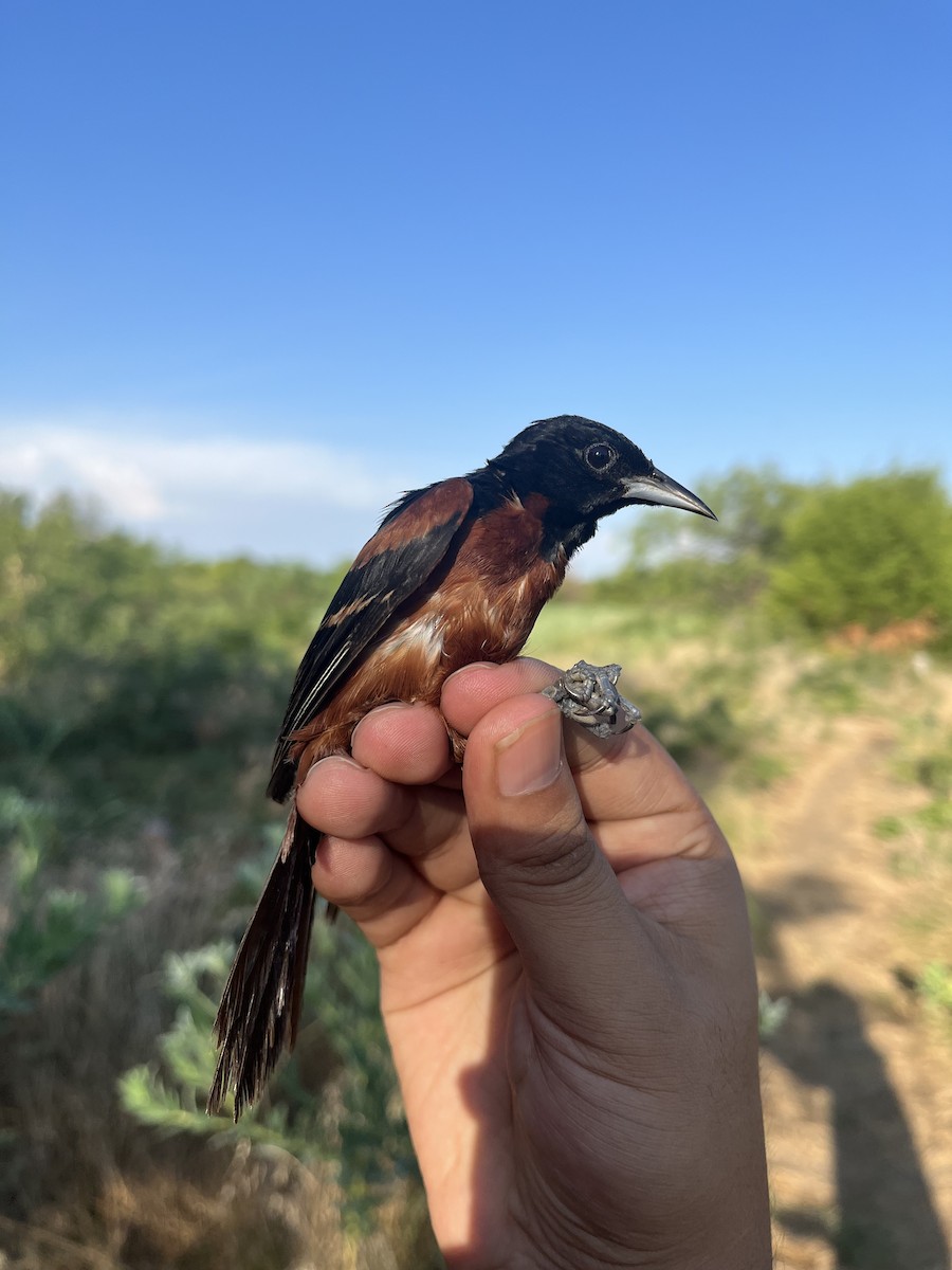 Orchard Oriole - ML622505067