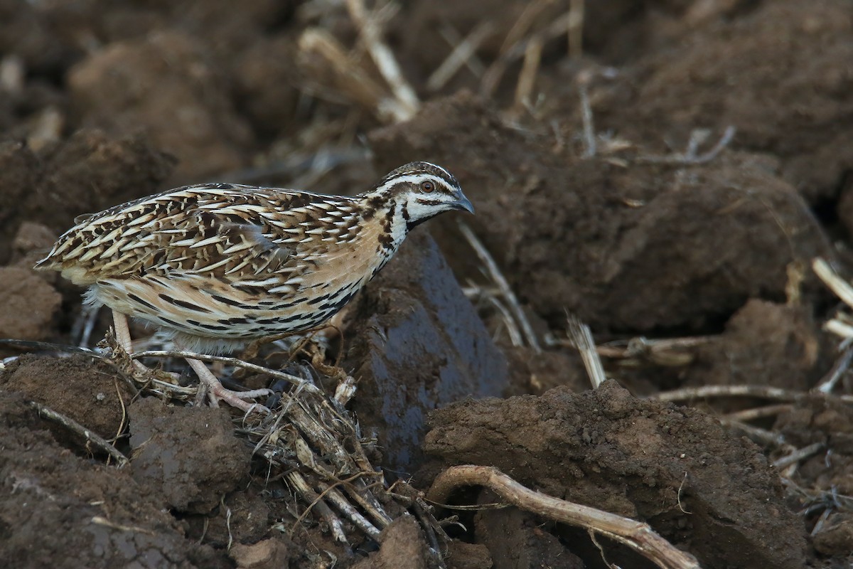 Rain Quail - ML622505070