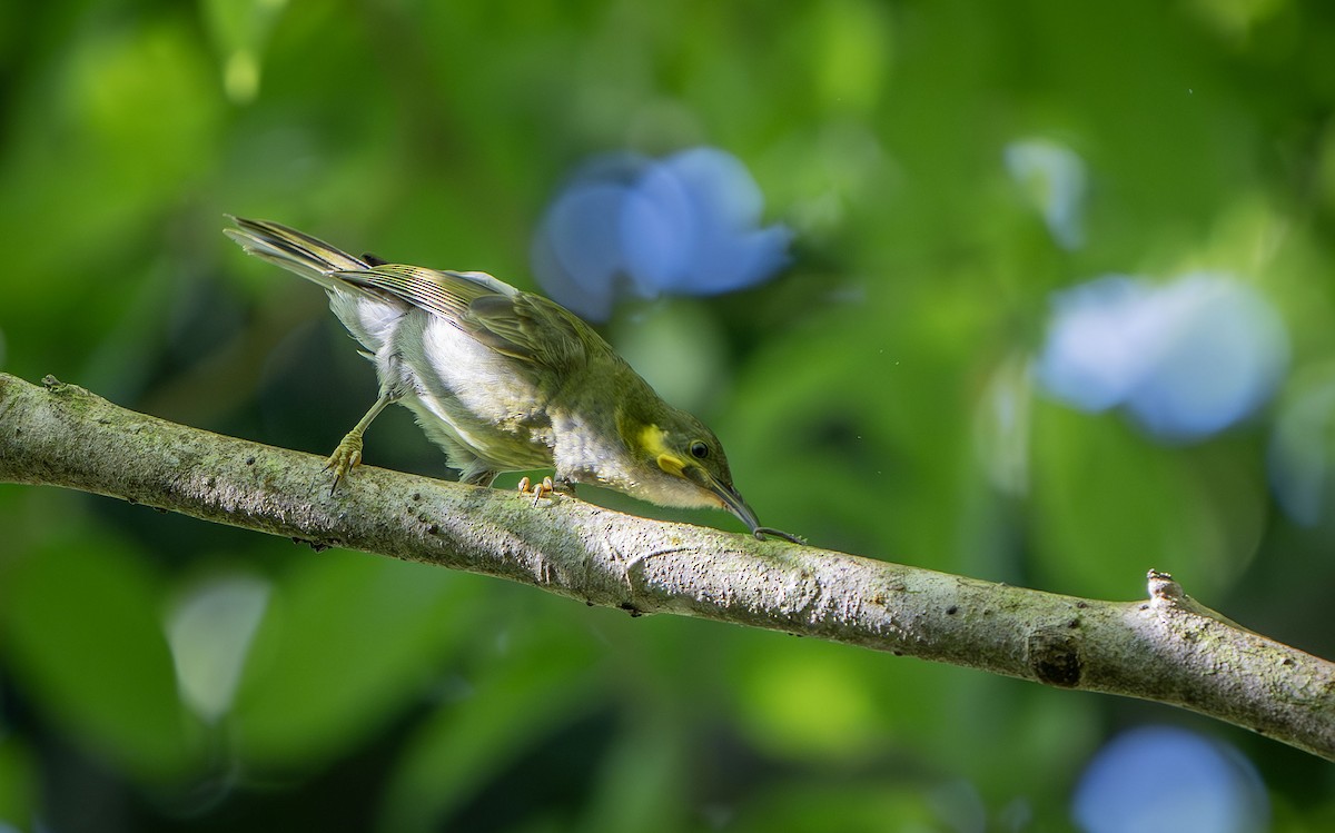 Eastern Wattled-Honeyeater - ML622505085