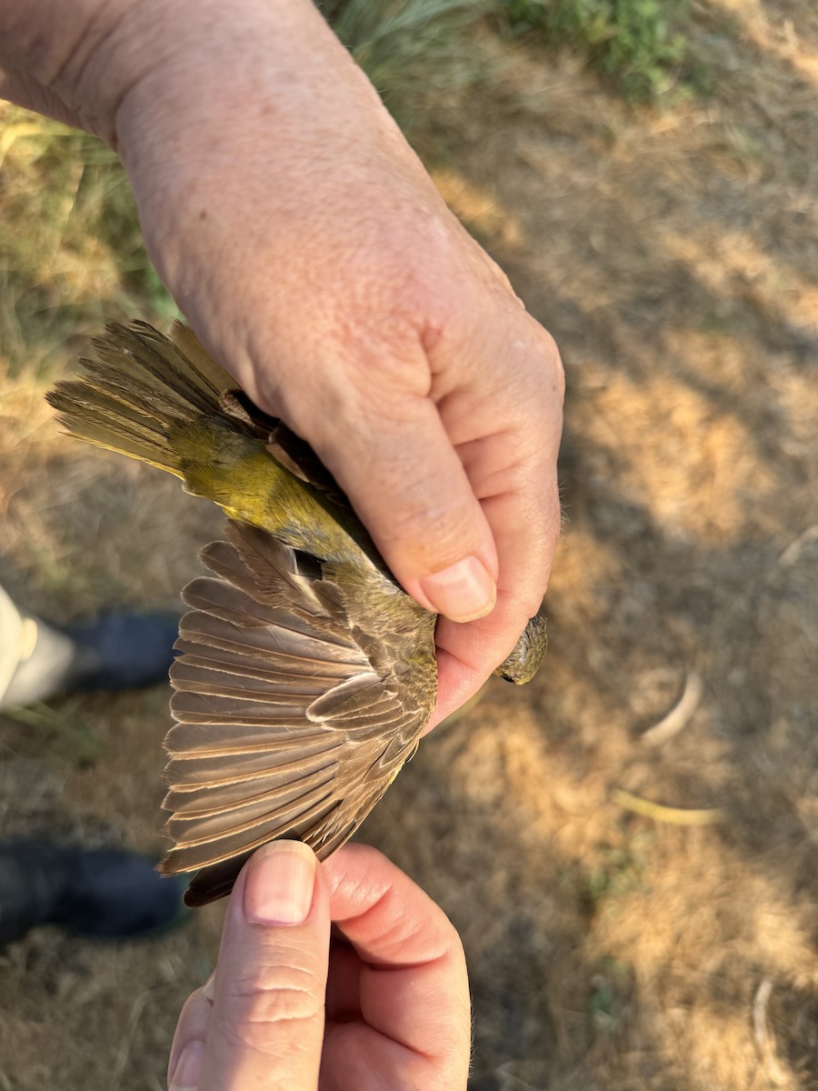 Orchard Oriole - Miranda Soto