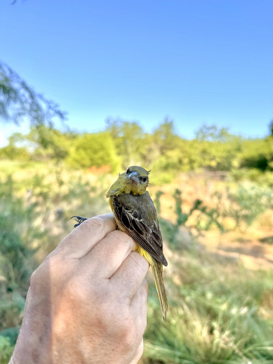 Orchard Oriole - ML622505128