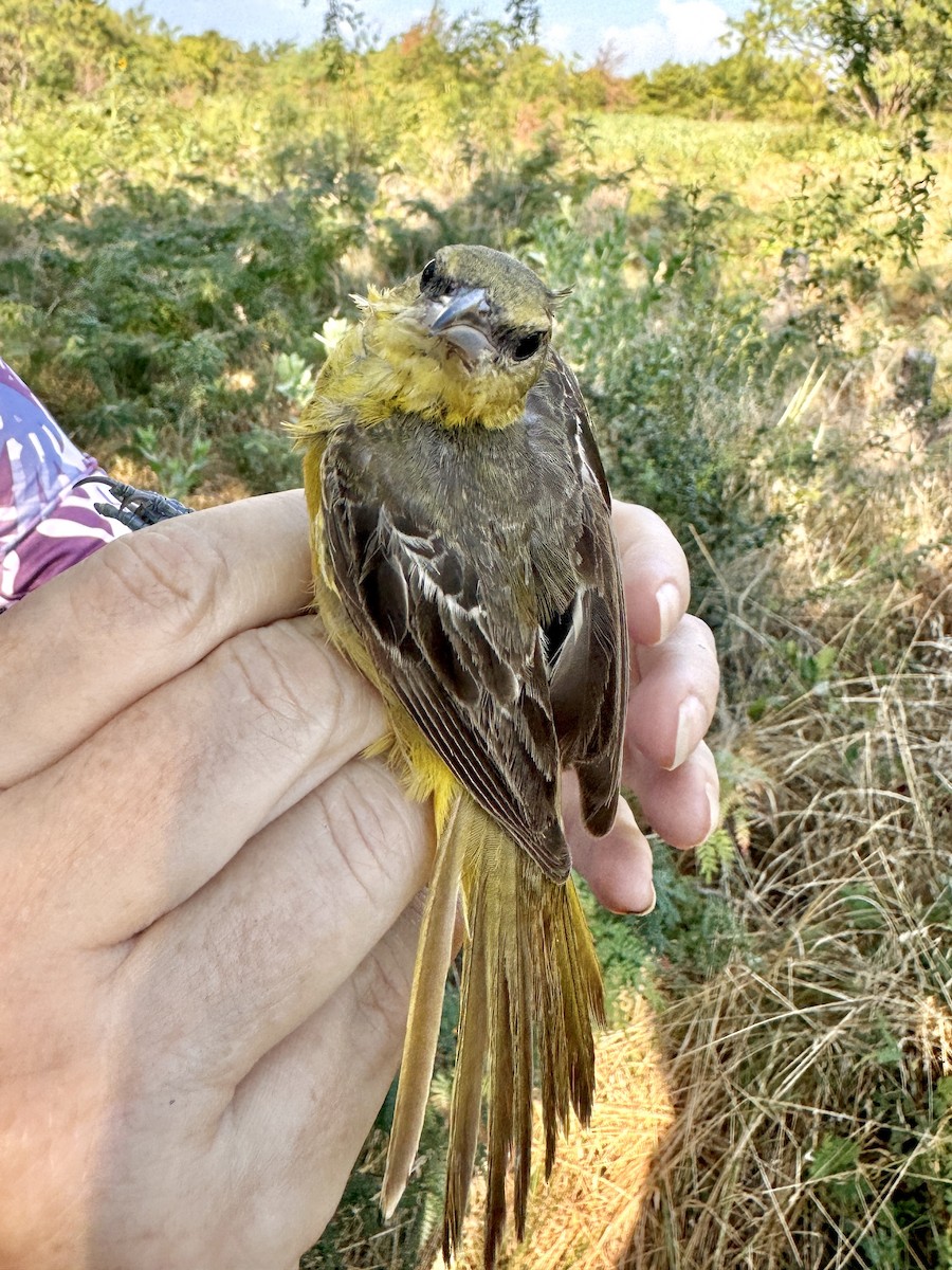 Orchard Oriole - ML622505129