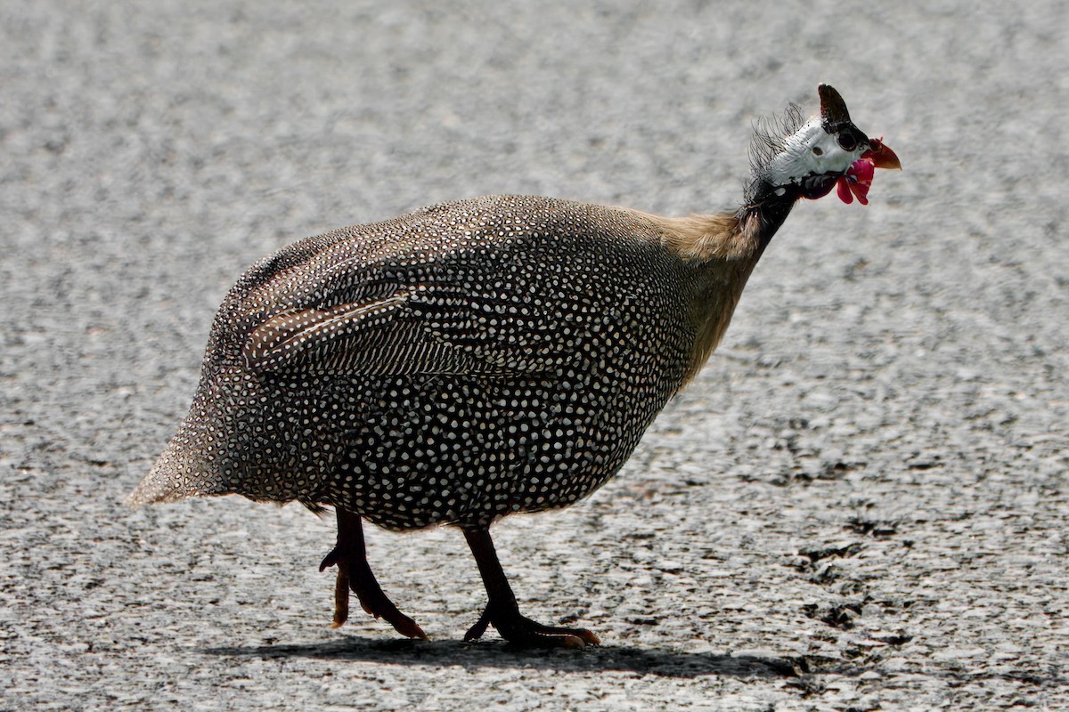 Pintada Común - ML622505139