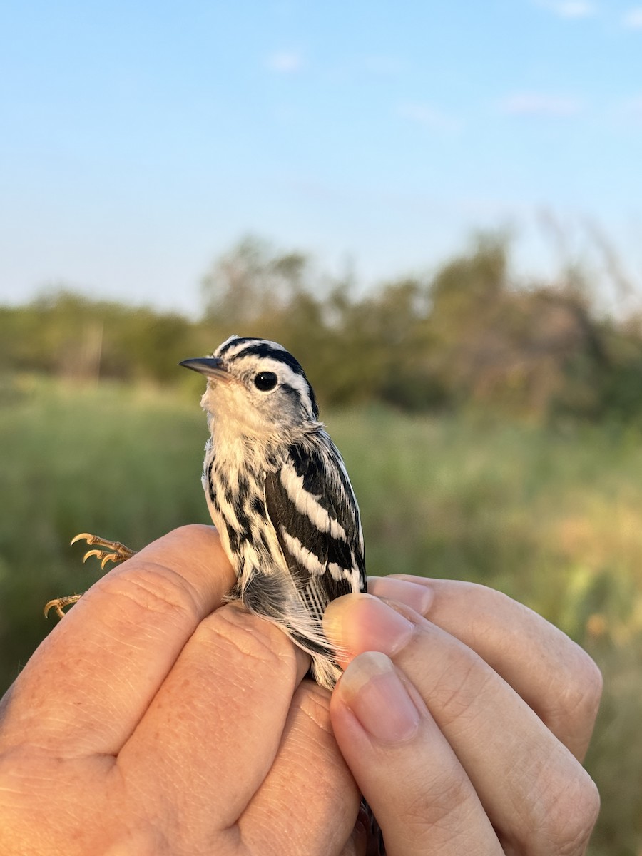 Black-and-white Warbler - ML622505150