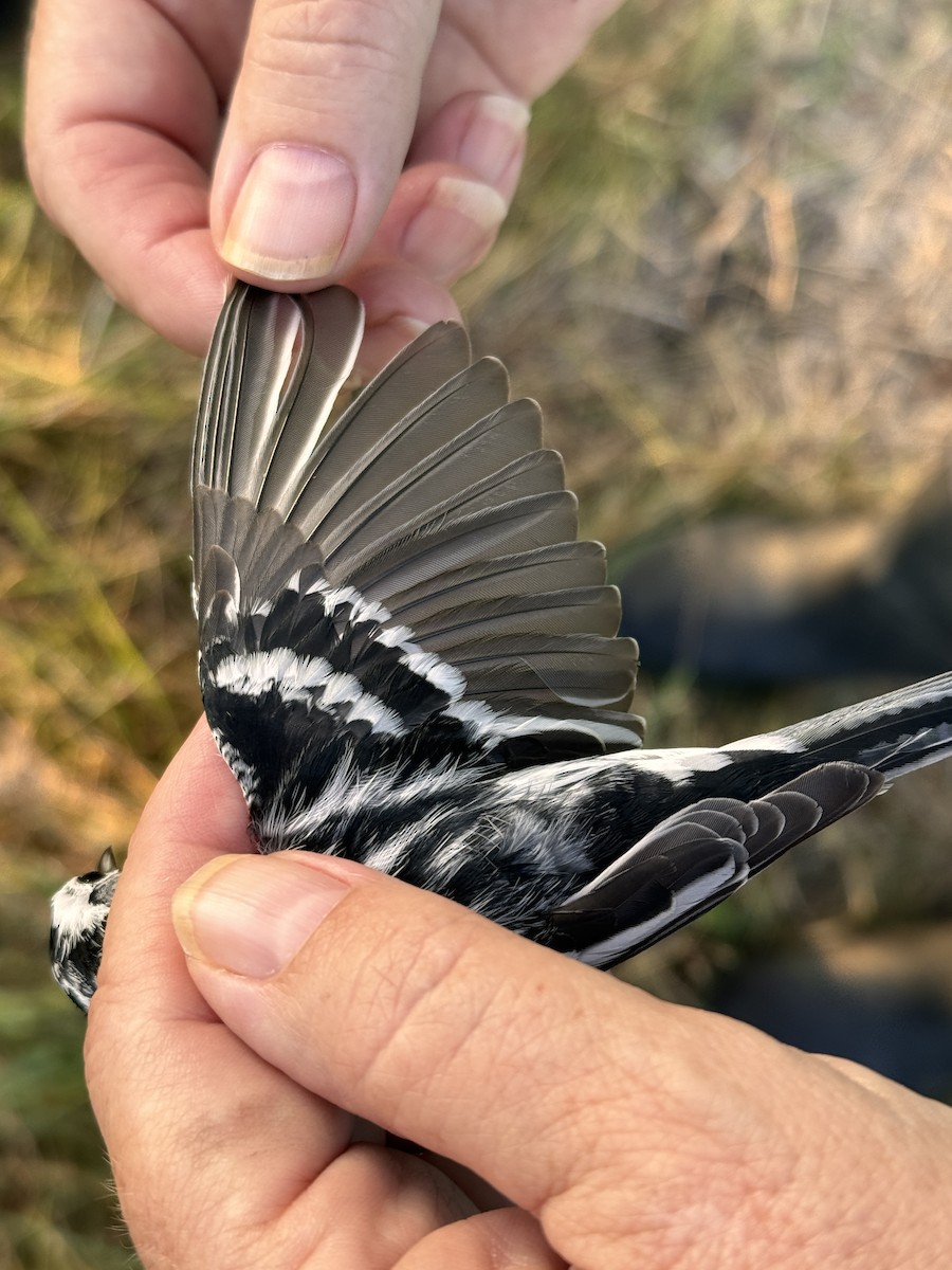 Black-and-white Warbler - ML622505151