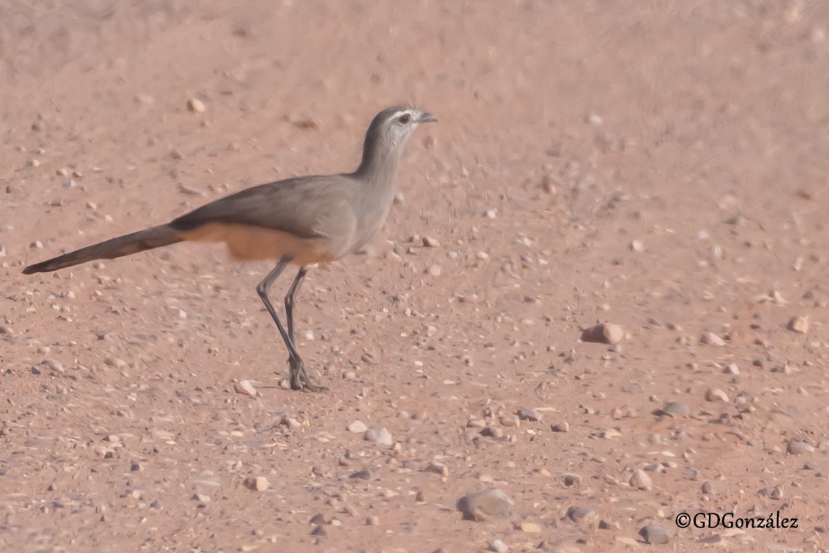 Black-legged Seriema - GUSTAVO DANIEL GONZÁLEZ