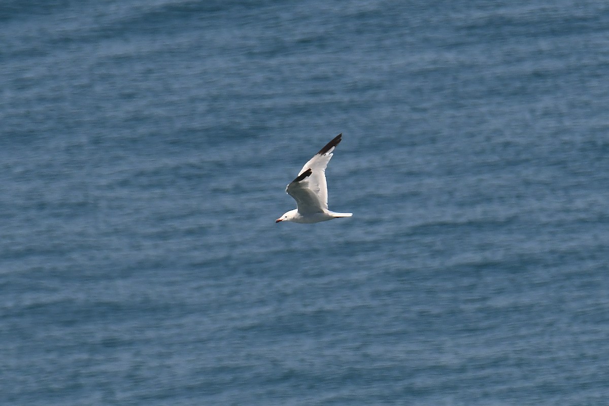 Audouin's Gull - Mário Estevens